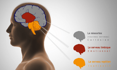 les 3 cerveaux limbique reptillien cortex neocortex cortex préfrontal émotions thaon sylvie tsp coaching.png